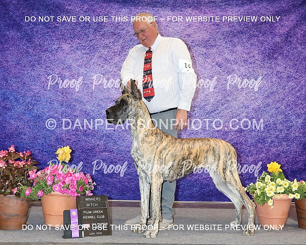 Plum Creek Kennel Club 3 Sunday June 16, 2024
