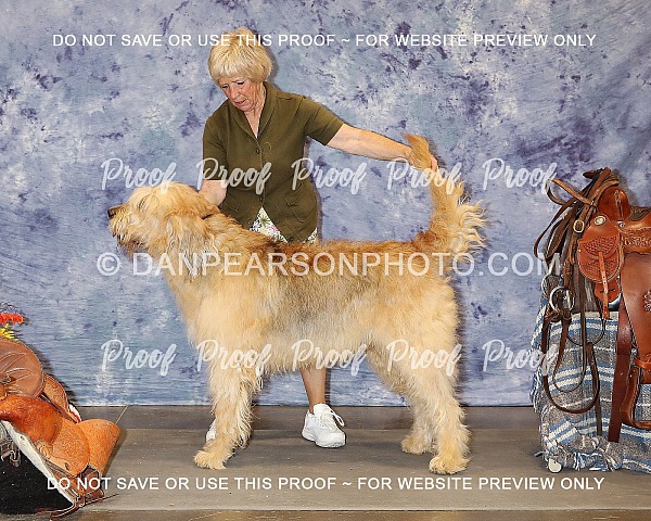 Yellowstone Valley Kennel Club 3 Saturday June 22, 2024